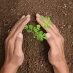 Moringa Powder  Superfood for Energy & Immunity  CuroHerb