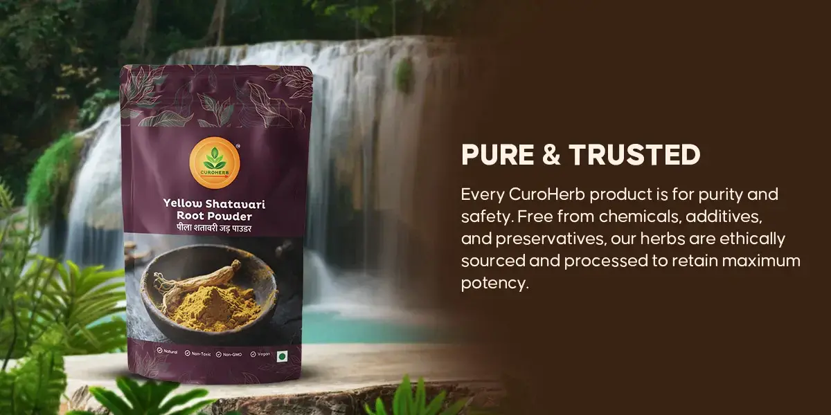 yellow shatavri  pure and trusted
